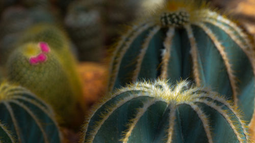 Close-up of succulent plant