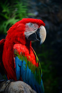 Close-up of parrot perching