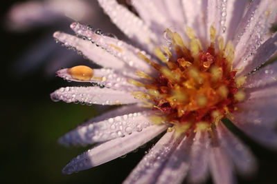 Close-up of butterfly on flower