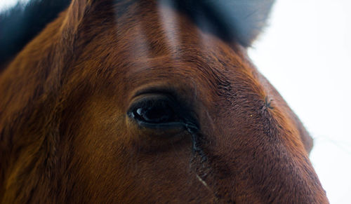 Close-up of the eye of a brown horse