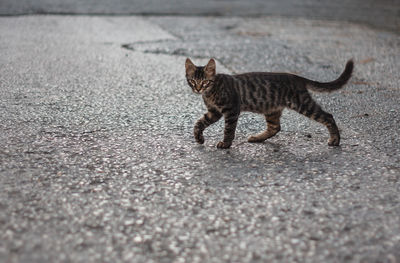 Cat on street