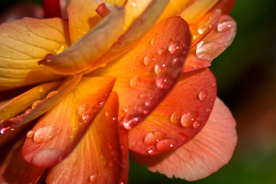 Close-up of wet orange flower