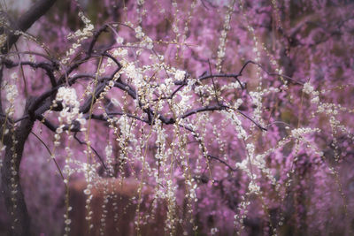 Close-up of cherry blossom