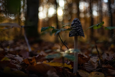 Close-up of dry autumn leaves in forest