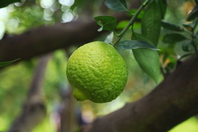 Close-up of lime growing on tree