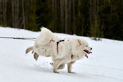 Running samoyed dog on sled dog racing. winter dog sport sled team competition. samoyed in harness