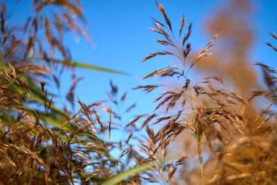 Close-up of stalks against clear blue sky