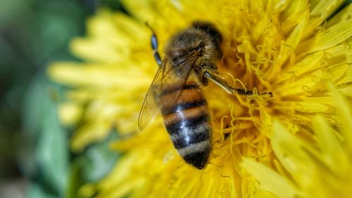 Close-up of bee pollinating on yellow flower