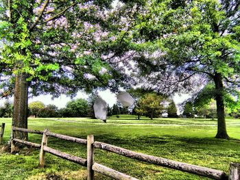 Trees on grassy field