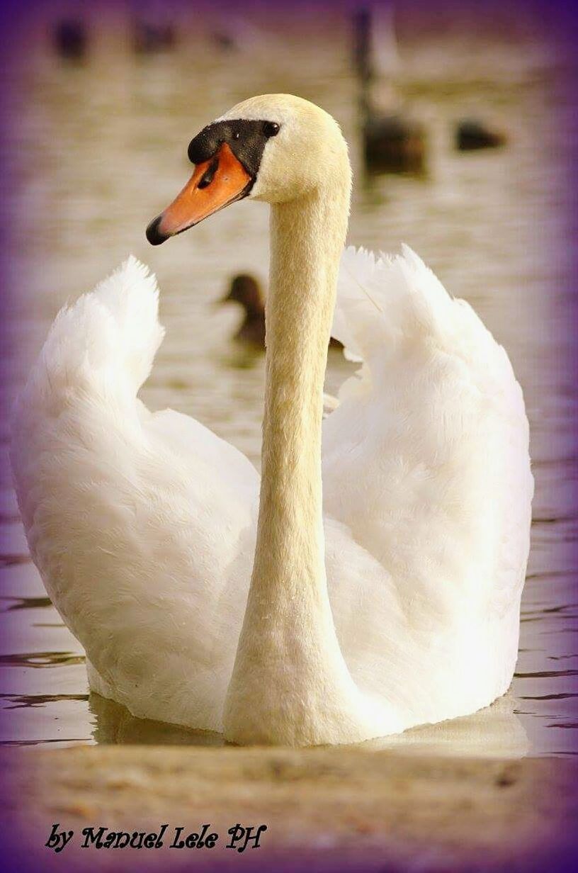 CLOSE-UP OF WHITE SWAN ON WATER