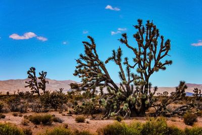 Trees on landscape against blue sky