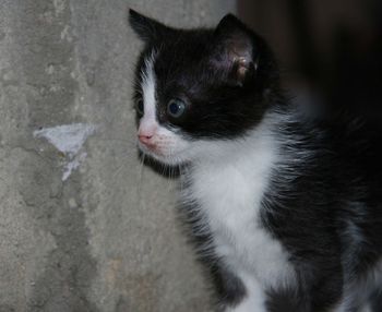 Close-up of a cat looking away