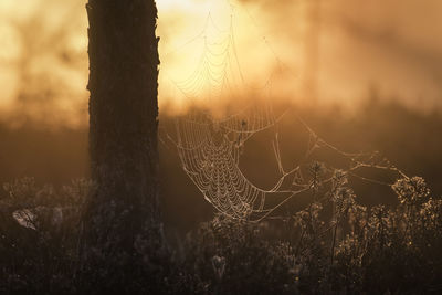 Close-up of tree trunk on bog with backlit spiderweb during summer sunrise