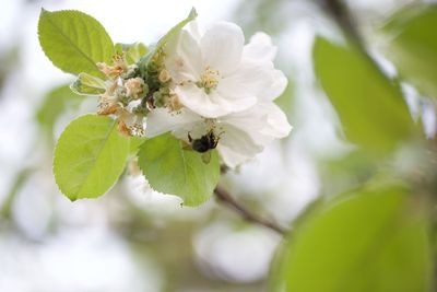 Close-up of white flowers