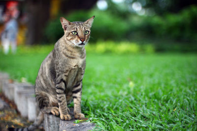 Portrait of cat on grass