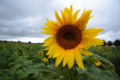 Sunflowers. byron bay. new south wales