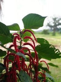 Close-up of leaves on plant