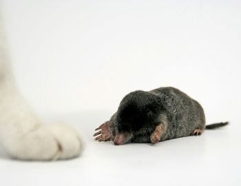 Cat sleeping on white surface