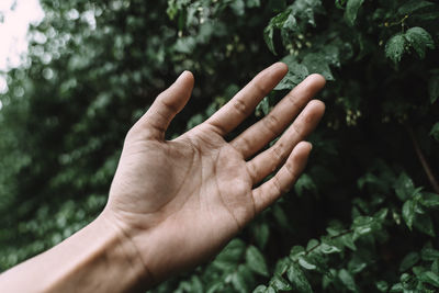 Close-up of hand holding plant against trees