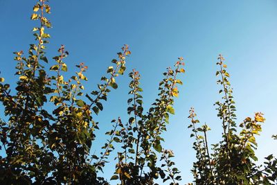 Low angle view of flowering plants against clear blue sky