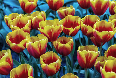 Close-up of tulips