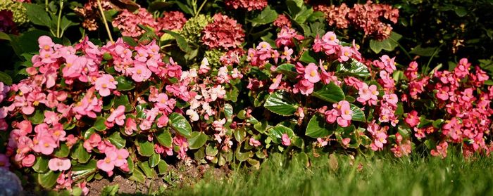 Close-up of pink flowering plants