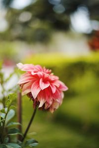 Close-up of pink flower blooming outdoors