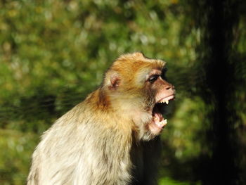 Close-up of a lion