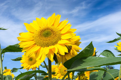 Close-up of sunflower