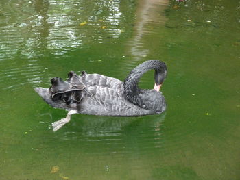 Swan swimming in lake