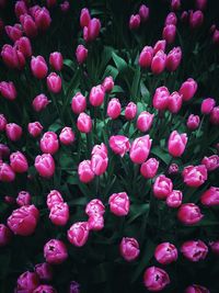 Full frame shot of pink tulips growing in garden