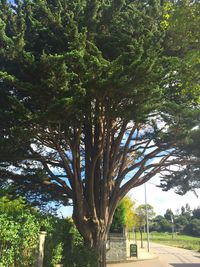 Trees in park