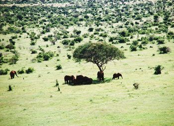Sheep grazing on grassy field