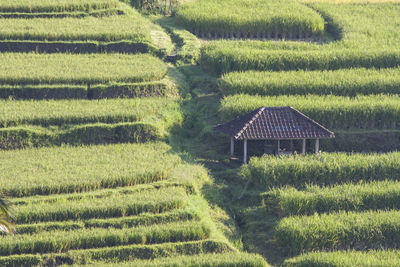 Scenic view of agricultural field