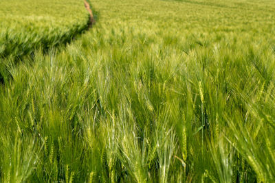 Crops growing on field