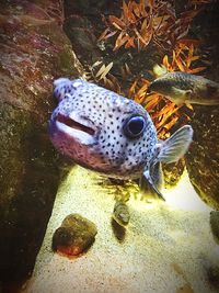 Close-up of fish swimming in sea