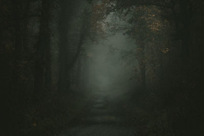 Footpath amidst trees in forest during foggy weather