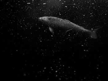 Jellyfish swimming in sea