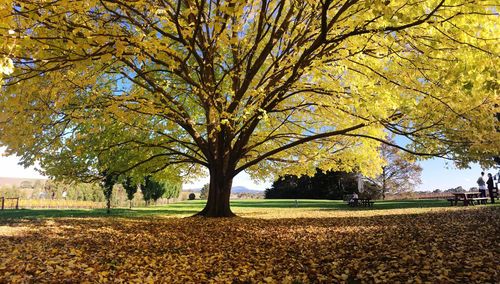 Trees on field during autumn