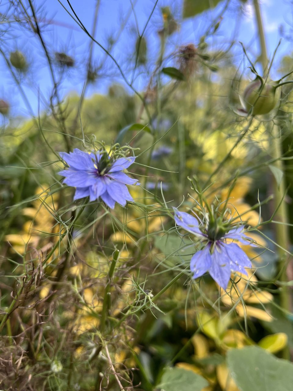 plant, flower, flowering plant, beauty in nature, freshness, growth, fragility, nature, close-up, meadow, flower head, purple, blue, petal, inflorescence, chicory, no people, botany, produce, wildflower, focus on foreground, blossom, day, sky, springtime, sunlight, outdoors, selective focus, food, field, herbaceous plant, plant part, green, leaf, prairie