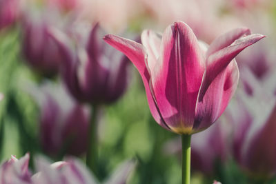 Close-up of pink tulip flower