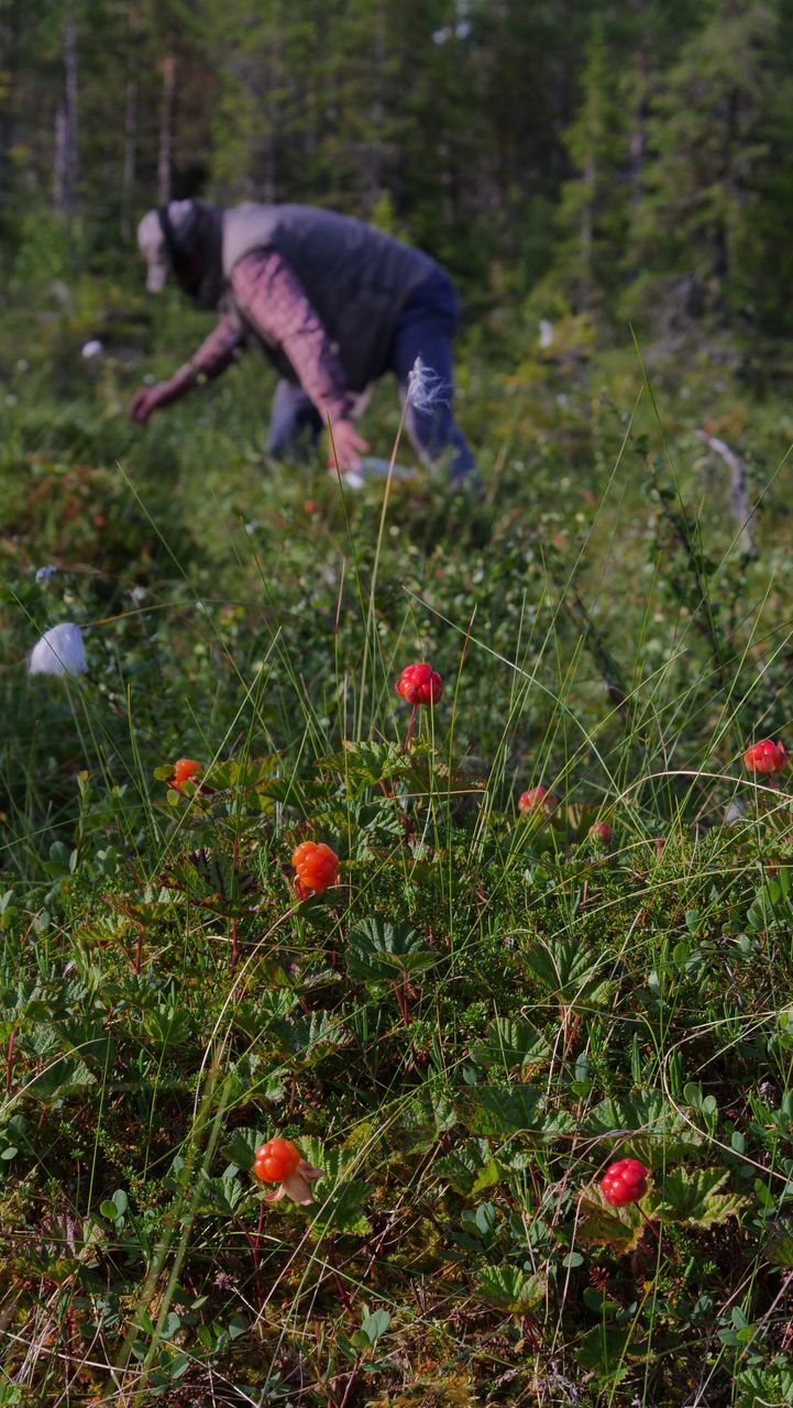 VIEW OF RED BERRIES ON GRASS