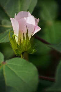 Close-up of flowering plant