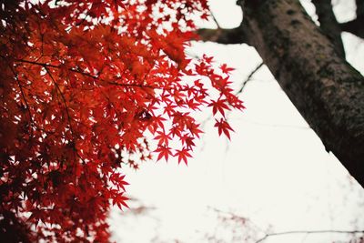 Low angle view of trees