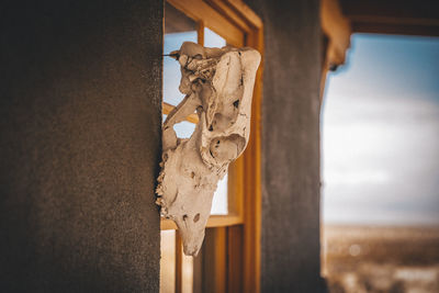 An animal scull is hanging on a yellow window of a house in a desert