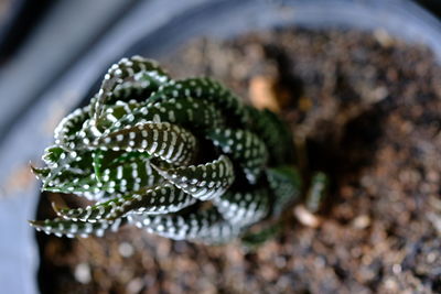 High angle view of lizard on leaf