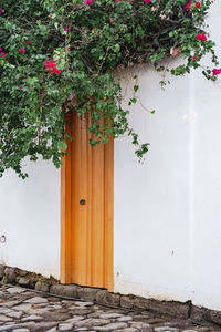 Close-up of flower tree