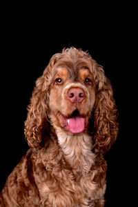 Close-up of dog against black background