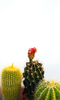 Close-up of cactus plant