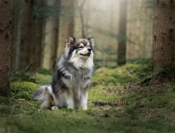 Portrait of a young finnish lapphund dog sitting outdoors in the forest or woods 